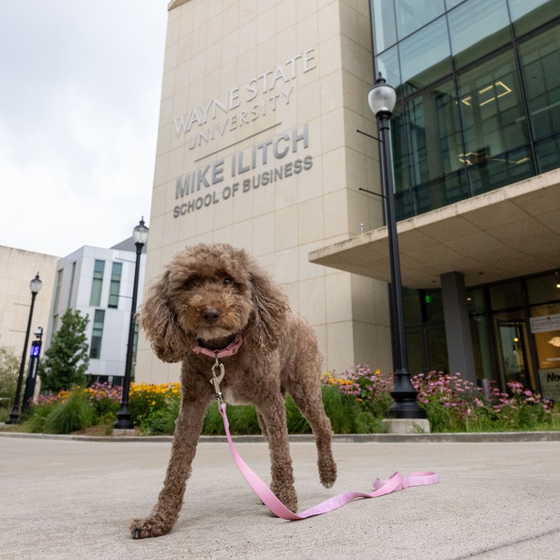 Barry the Retriever sitting with his tongue out in front of the Maccabees building on Wayne State campus