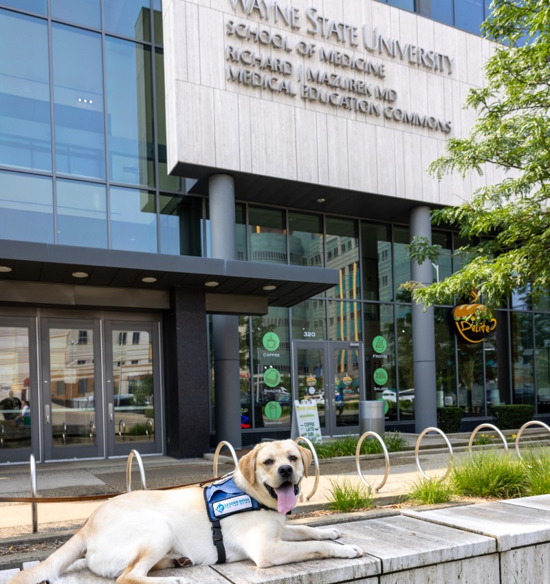 Happy the yellow lab sitting in front of Mazurek building