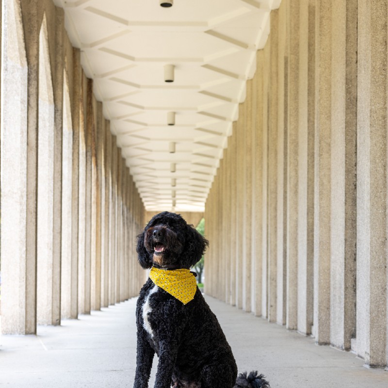 Hugh the Bernadoodle at the College of Education