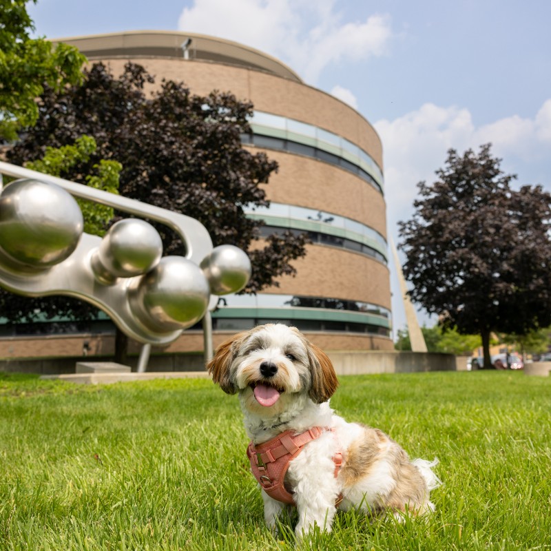 Maize the Havanese in front of the College of Engineering