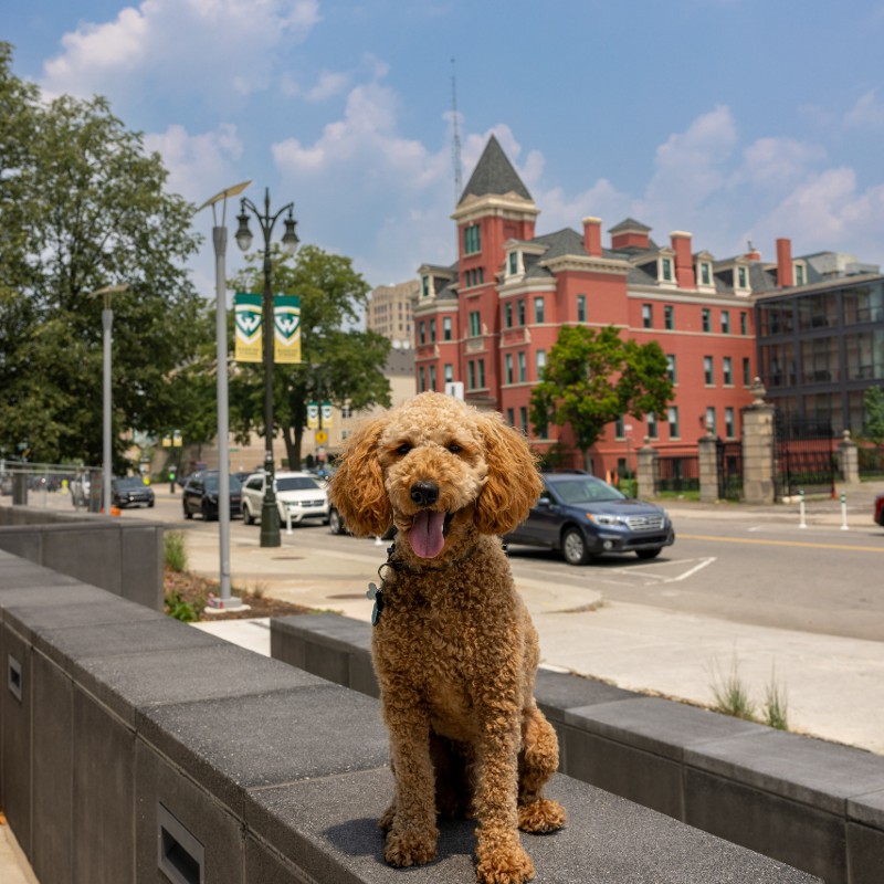 Wallace the mini Goldendoodle in front of the Thompson Home