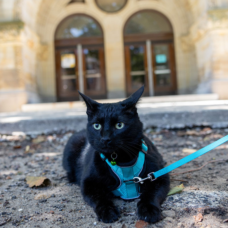 Barnaby the black cat sits in front of Old Main