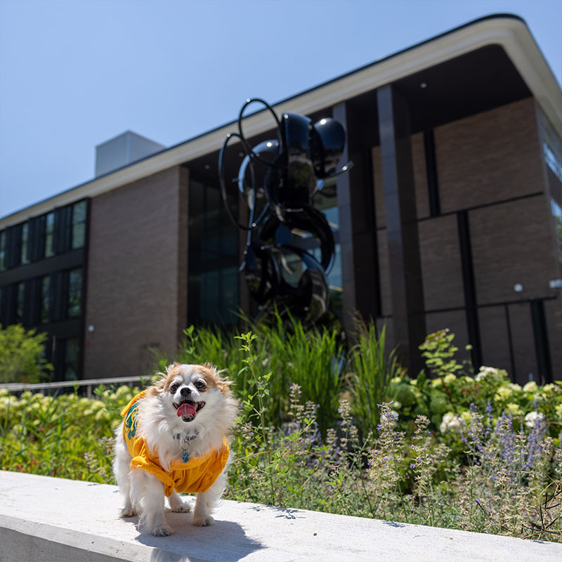 Ginsberg the Pomerianian in front of State Hall