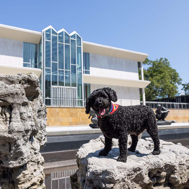 Grover the yorkipoo in front of McGregor building