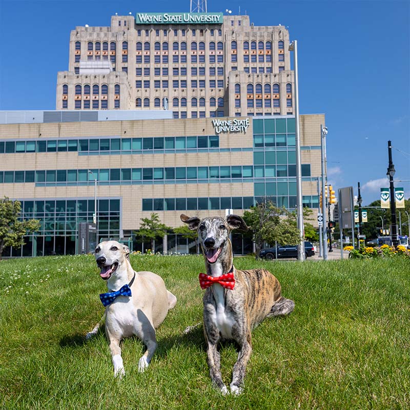 Whippets Jack and Oliver with the Welcome Center behind them