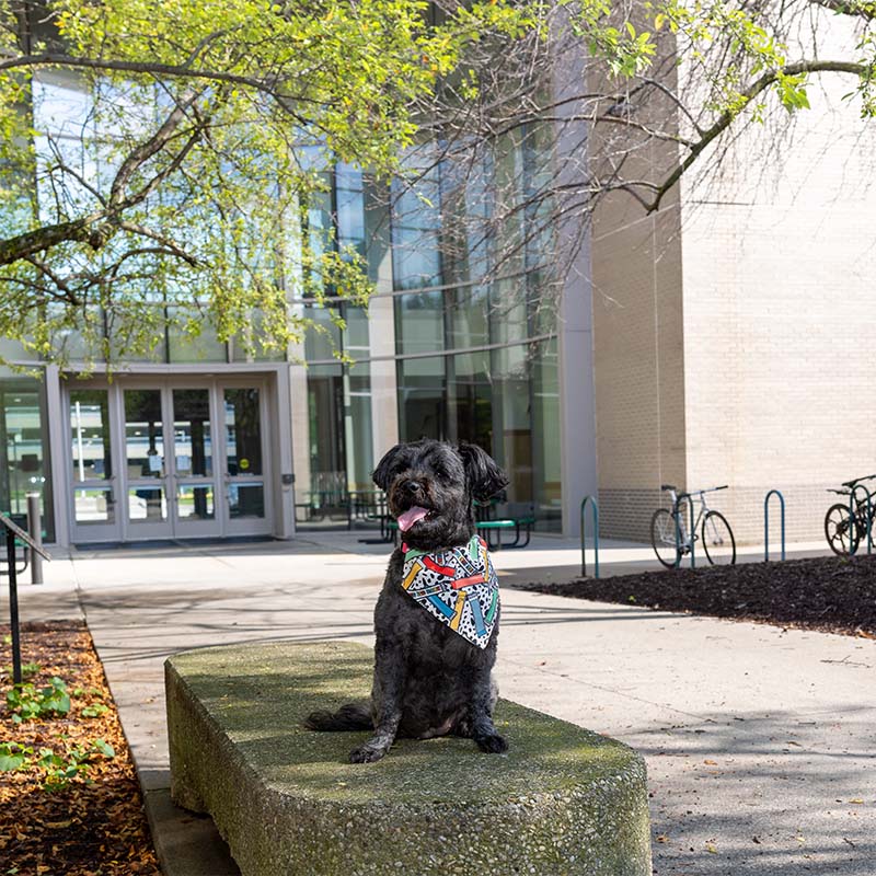 Lilly the Yorkipoo