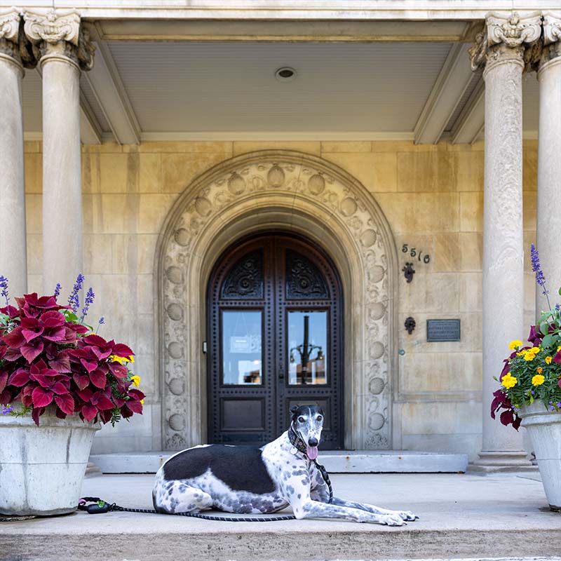 Marge the Greyhound in front of the Tierney House